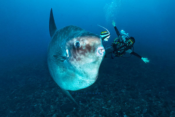 Bali Diving Mola Mola