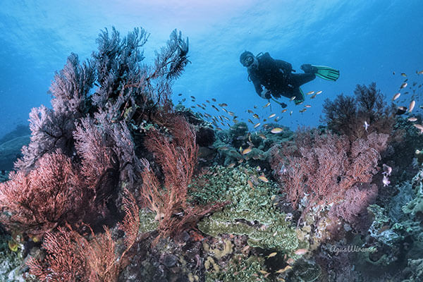 Bali Diving Safari 3 Days / 2 Nights